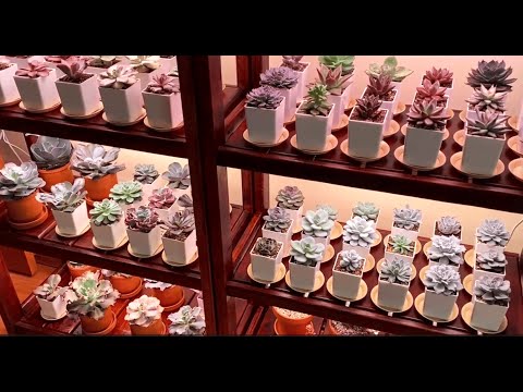 Видео: Общий обзор моих суккулентов 2025