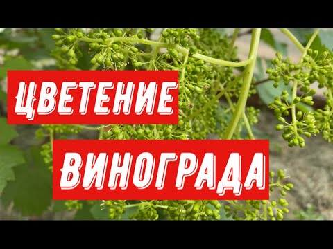 Видео: Цветение винограда