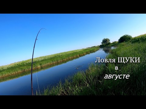 Видео: Ловля ЩУКИ в августе. Щука предпочитала блесна и жадно на них бралась.