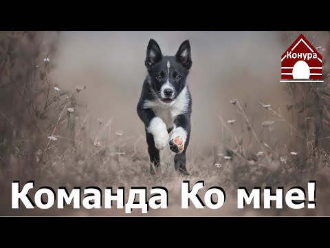 Видео: 168. Команда ко мне! Как научить собаку подходить. Тренируем подзыв