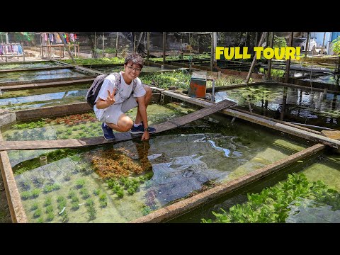 Видео: НЕВЕРОЯТНАЯ ФЕРМА ВОДНЫХ РАСТЕНИЙ в Сингапуре — ПОЛНЫЙ ТУР!