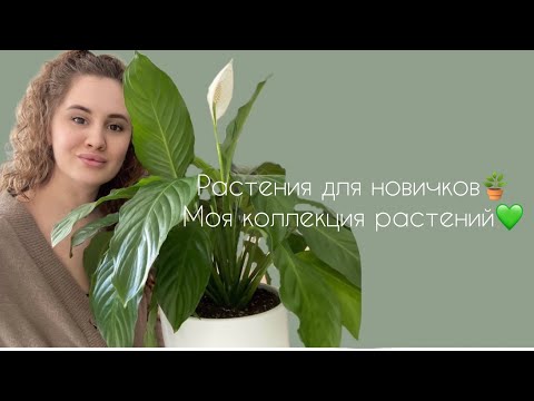 Видео: Комнатные растения для начинающих|Моя коллекция💚🌿