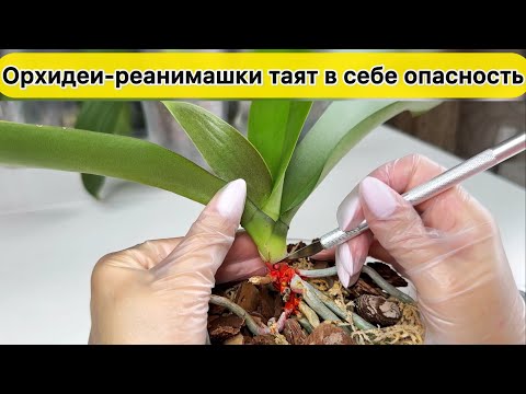 Видео: Осторожно повторное ГНИЕНИЕ орхидей