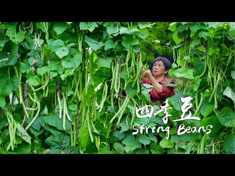 Видео: Зеленые стручки фасоли в изобилии на полках  бабушкин универсальный соус из кислого и острого  хрус