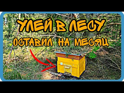 Видео: ЧТО БУДЕТ ЕСЛИ ОСТАВИТЬ ПЧЁЛ НА МЕСЯЦ В ЛЕСУ??? Кочевка с одним ульем⬇️