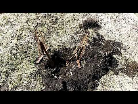 Видео: Хитрый слепыш - как поставить ловушку