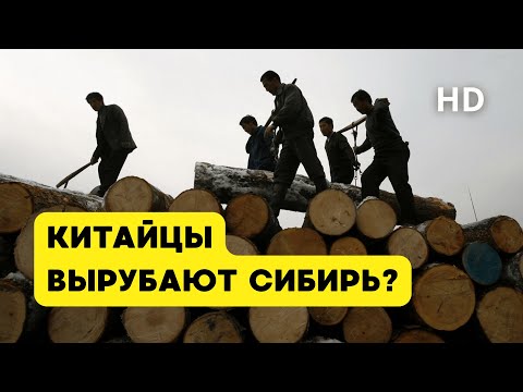 Видео: Правда ли что китайцы вырубают Сибирь? Полный разбор