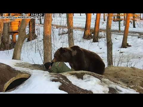 Видео: Мансур пытался вытащит папу из берлоги #Медведь#Мансур#Орешково#МедведьМансур