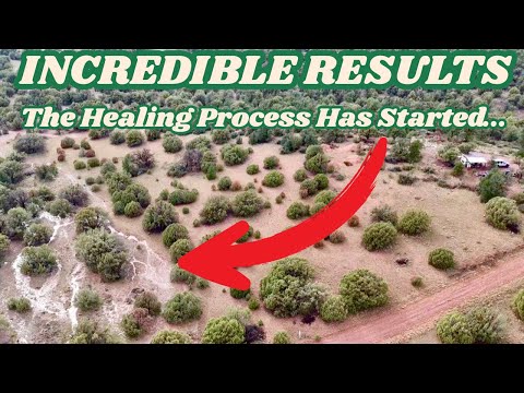 Видео: Восстановление водно-болотных угодий на моем участке в Северной Аризоне, не подключенном к электр...