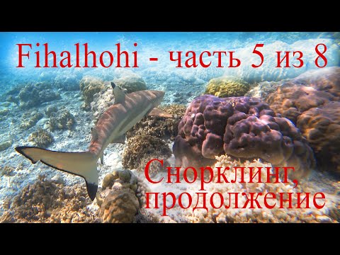 Видео: Мальдивы, Fihalhohi Island Resort - Часть 5 из 8 - Снорклинг на домашнем рифе, продолжение
