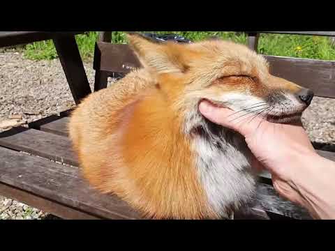 Видео: ЛиСяо. Алиса - Лиса / Прикольные Моменты с Алисой ( Сборник # 5 ) / Alice the Fox