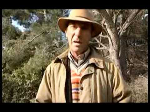 Видео: Дрессировка и натаска легавой.avi