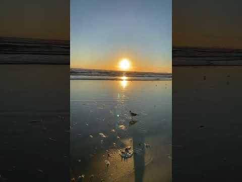 Видео: Florida traveler в прямом эфире!