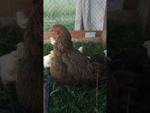 Видео: 19-балапаны🐤🐤🐤🐤бар🐥🐥🐥 тауық🐔.