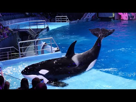 Видео: 15/01/2022. Косатки Норд, Нарния и Ная. Шоу "Новогодний круиз". Москвариум.