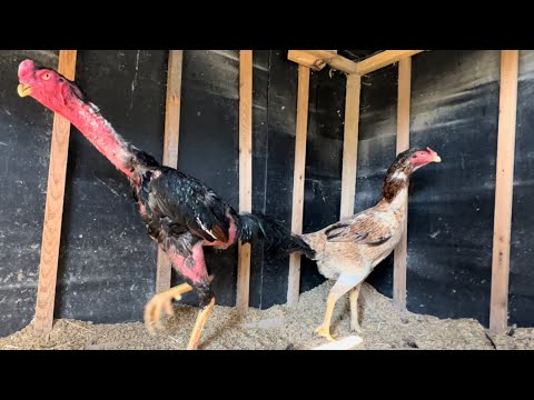 Видео: ХУРОЗ  ИШКИБОЗЛАРИ УЧУН АЖОЙИБ ВИДЕО/ОХУНОВ ДАКАНЛАРИ