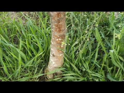 Видео: Закінчення цвітіння груші.  Вносимо гербіциди.