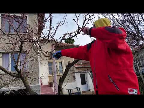 Видео: Резитба на силнорастяща Праскова от костилка.