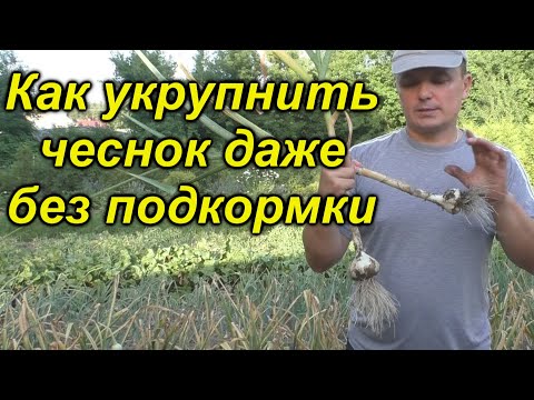 Видео: Укрупняем чеснок даже БЕЗ подкормки!