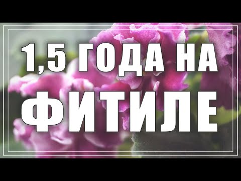 Видео: Фитильный полив для фиалок. Мой опыт. Как перевести фиалку на фитиль