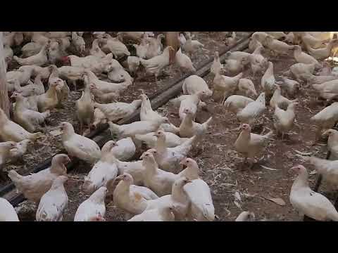 Видео: Мана уша сотилади деганимиз #бизнес#тезкор#факт#2025.20.09