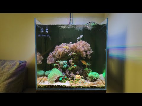 Видео: Риф 60л сложно ли содержать