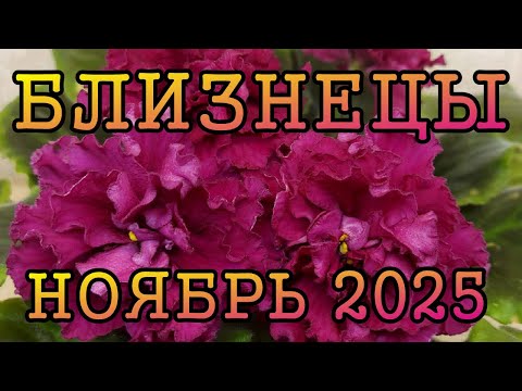 Видео: БЛИЗНЕЦЫ таро прогноз на НОЯБРЬ 2025 года