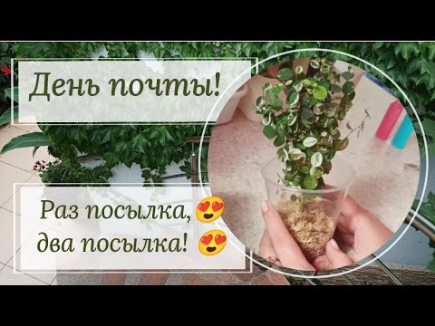 Видео: День почты. Три посылки, две распаковки! Посылка от Нади!