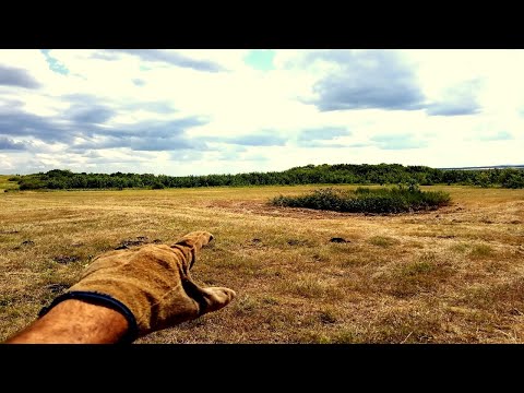 Видео: ЭТИ МЕСТА НА ПОЛЯХ НИКТО НЕ ТРОГАЕТ И Я РЕШИЛ ИХ ПРОВЕРИТЬ. коп 2021