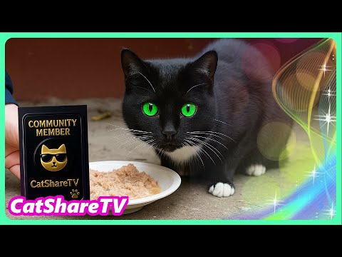 Видео: Бездомные Коты Шли С Нами НА Точку! 🔥