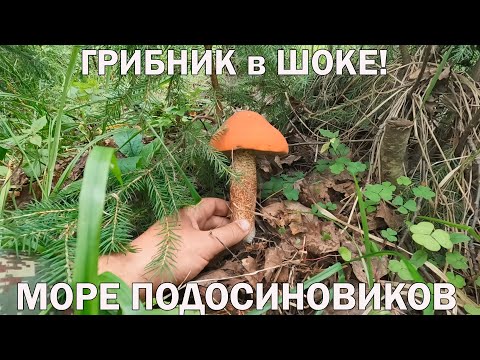 Видео: ❗ГРИБЫ ПОПЁРЛИ в ПОДМОСКОВЬЕ 13 ИЮЛЯ 2023👉МОРЕ ПОДОСИНОВИКОВ!💥ГРИБНИК в ШОКЕ!