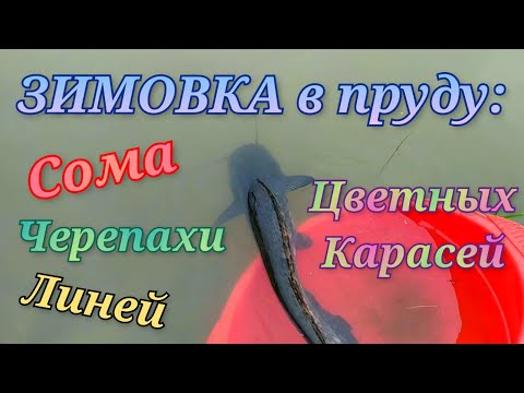 Видео: Зимовка в пруду: Сома, цветных карасей, золотых линей, черепахи Wintering in the pond: Catfish tench