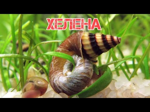 Видео: УЛИТКА ХЕЛЕНА.ХИЩНИК В АКВАРИУМЕ. СОДЕРЖАНИЕ И РАЗМНОЖЕНИЕ