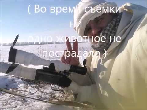Видео: Охота на лису. Охота с МР 18 МН .308 WIN. С нарезным на лису. Predator hunting. Fox hunting