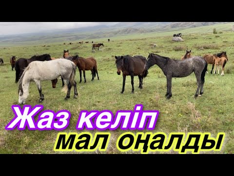 Видео: Жадырап келген Жаз! Қой жылқы жағдайы!