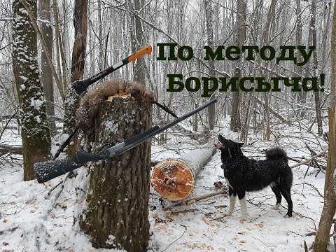 Видео: Охота с лайками на куницу. По методу Борисыча!