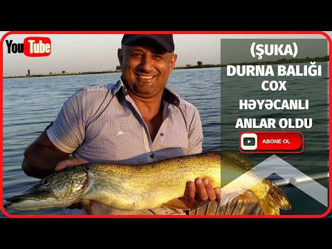 Видео: Durna balığı (Şuka) ovu. 6 kq-lıq Durna balığı. İdman balıqçılıq. Рыбалка на Щуку. Fishing for Pike