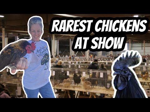 Видео: Самые возмутительные куры, которых вы когда-либо видели!