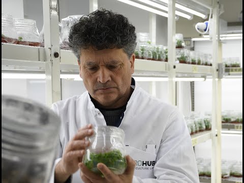 Видео: In-vitro: саженцы из пробирки - безвирусный посадочный материал для садоводов от VITROHUB, Молдова
