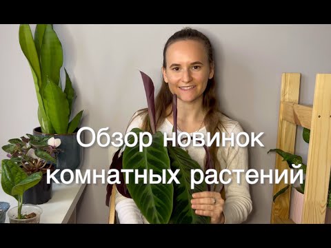 Видео: Обзор новинок моей коллекции комнатных растений