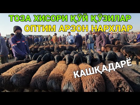 Видео: ТОЗА ХИСОРИЛАРИДАН! ҚӮЙ ВА ҚӮЗИ НАРХЛАРИ. 19-ОКТАБР ҚАШҚАДАРЁ ҚАРШИ КАРВОН МОЛ БОЗОРИ 2025-ЙИЛ.