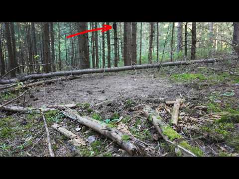 Видео: Фотоловушка 2 МЕСЯЦА снимала у СТРАННОЙ площадки в ЛЕСУ! Результат удивил!