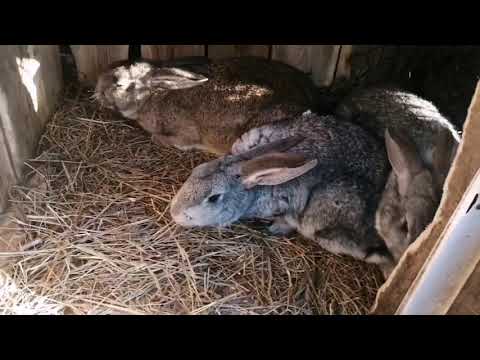 Видео: ПОЧЕМУ Я НЕ УТЕПЛЯЮ КЛЕТКИ НА ЗИМУ / КРОЛИКИ В СИБИРИ