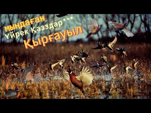 Видео: ҚАЗ ҮЙРЕК ҚЫРҒАУЫЛ 2күндік Аңшылық ОХОТА НА ГУСЯ УТКУ ФАЗАНА 202