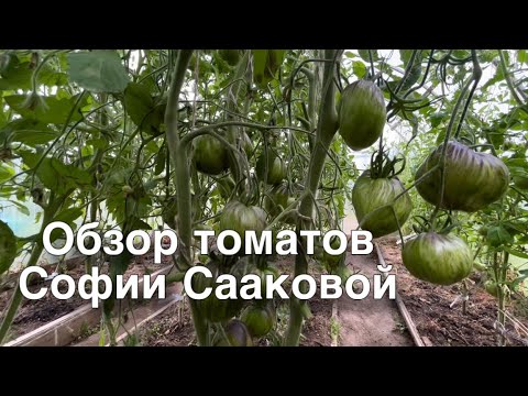 Видео: Обзор томатов Софии Сааковой в сезоне 2025.
