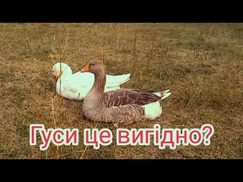 Видео: Утримання гусей з нуля: наш досвід, поради, годівля, чи це вигідно?