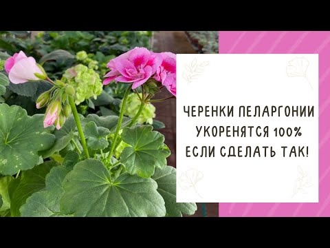 Видео: КАК ПРАВИЛЬНО ЧЕРЕНКОВАТЬ ПЕЛАРГОНИЮ, ЧТОБЫ ВСЕ ЧЕРЕНКИ ТОЧНО ПРИЖИЛИСЬ!