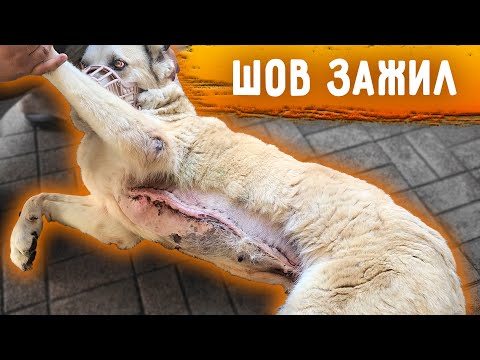 Видео: Джина сбежала. Прививки от бешенства после покусов. У Розы ЗАЖИЛ шов, но погнило где нитки. Груммер.