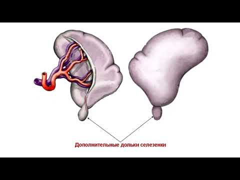 Видео: Ультразвуковая диагностика (УЗИ). Доктор Иогансен. Выпуск 60. Аномалии развития селезенки.