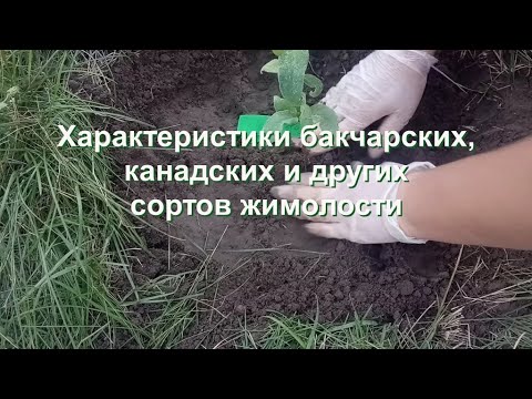 Видео: Жимолость: почему важны характеристики сортов?